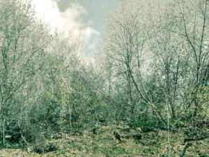 Огневая подготовка в ОВД