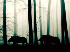 Приемка защитных лесных насаждений